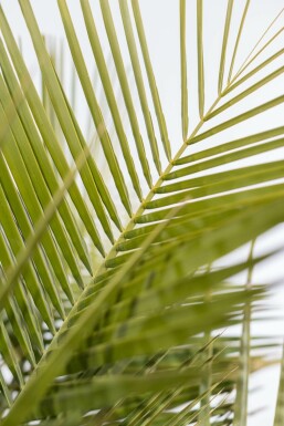 Gewöhnliche Geleepalme Butia Capitata Strauch 100-125 Topf Gewöhnliche Geleepalme / Butia Capitata Strauch 100-125 cm