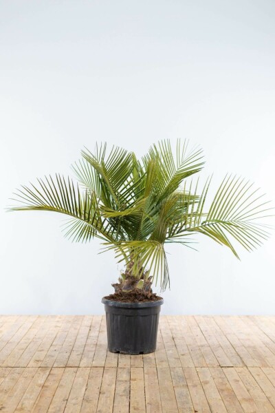 Gewöhnliche Geleepalme Butia Capitata Strauch 125-150 Topf Gewöhnliche Geleepalme / Butia Capitata Strauch 125-150 cm