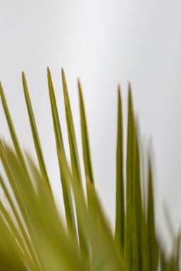 Gewöhnliche Geleepalme Butia Capitata Strauch 80-100 Topf Gewöhnliche Geleepalme / Butia Capitata Strauch 80-100 cm