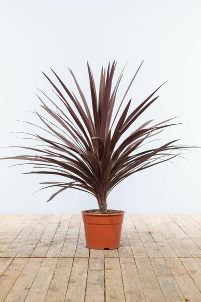 Palme Butia Cordyline Australis Red Star Strauch 80-100 Topf Palme / Cordyline Australis Red Star Strauch 80-100 cm
