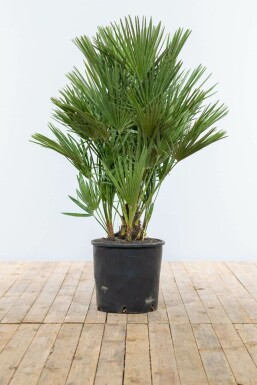Zwergpalme Chamaerops Humilis Strauch 100-125 Topf Zwergpalme / Chamaerops Humilis Strauch 100-125 cm