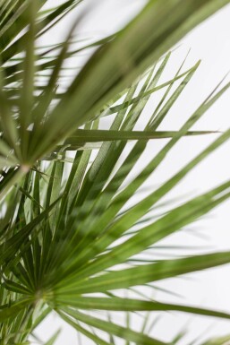 Zwergpalme Chamaerops Humilis Strauch 100-125 Topf Zwergpalme / Chamaerops Humilis Strauch 100-125 cm