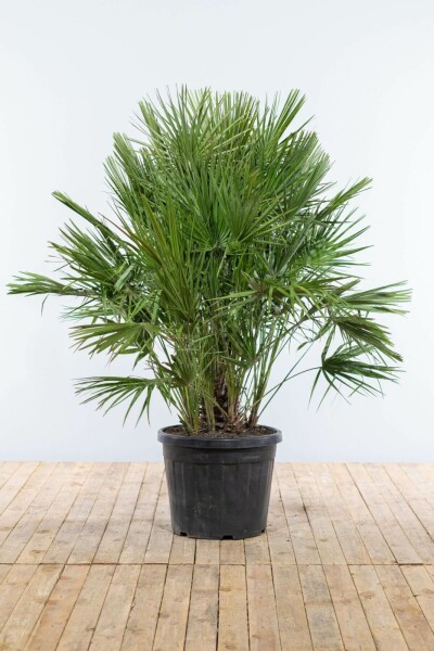 Zwergpalme / Chamaerops Humilis Strauch 150-175 cm