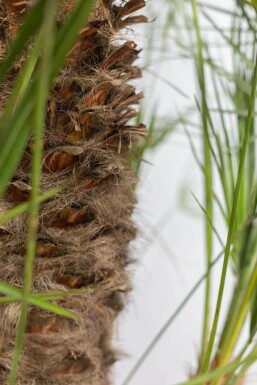 Zwergpalme / Chamaerops Humilis Strauch 150-175 cm