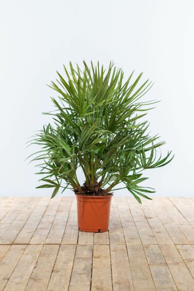 Zwergpalme / Chamaerops Humilis Strauch 60-80 cm