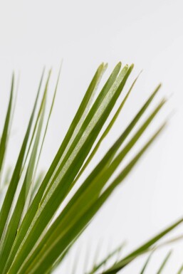 Zwergpalme / Chamaerops Humilis Strauch 60-80 cm