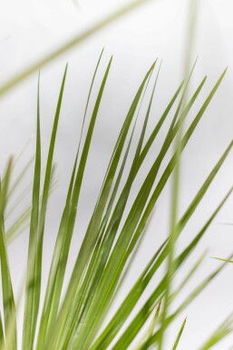 Zwergpalme / Chamaerops Humilis Strauch 60-80 cm