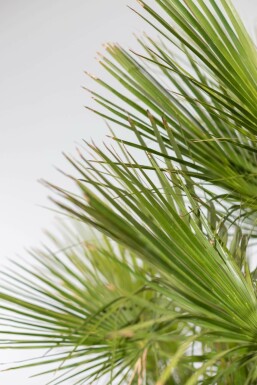 Zwergpalme / Chamaerops Humilis Strauch 60-80 cm