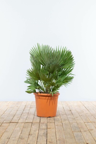 Zwergpalme / Chamaerops Humilis Vulcano Strauch 20-40 cm