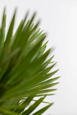 Zwergpalme / Chamaerops Humilis Vulcano Strauch 20-40 cm