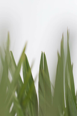 Zwergpalme Chamaerops Humilis Vulcano Strauch 40-60 Topf Zwergpalme / Chamaerops Humilis Vulcano Strauch 40-60 cm