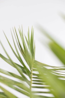 Kanarische Dattelpalme Phoenix Canariensi Strauch 100-125 Topf Kanarische Dattelpalme / Phoenix Canariensis Strauch 100-125 cm