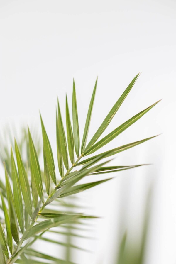 Kanarische Dattelpalme Phoenix Canariensi Strauch 125-150 Topf Kanarische Dattelpalme / Phoenix Canariensis Strauch 125-150 cm