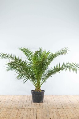 Kanarische Dattelpalme Phoenix Canariensi Strauch 150-175 Topf Kanarische Dattelpalme / Phoenix Canariensis Strauch 150-175 cm