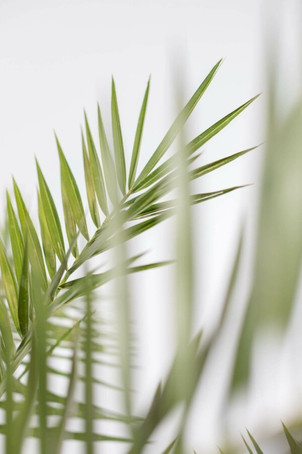 Kanarische Dattelpalme Phoenix Canariensi Strauch 150-175 Topf Kanarische Dattelpalme / Phoenix Canariensis Strauch 150-175 cm