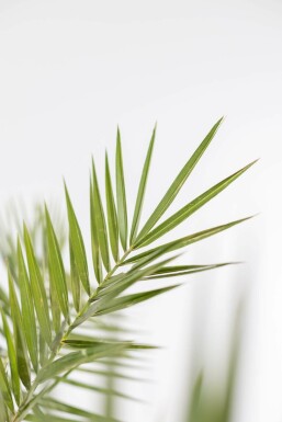 Kanarische Dattelpalme Phoenix Canariensi Strauch 20-40 Topf Kanarische Dattelpalme / Phoenix Canariensis Strauch 20-40 cm