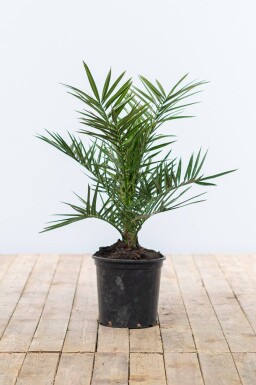 Gruenwaren Jakubik Palme 90–120 Cm – Phoenix Canariensis, Kanarische Dattelpalme – Kräftige Pflanzen, Keine Jungpflanzen – Indoor & Outdoor Gruenwaren Jakubik Palme 90–120 Cm – Phoenix Canariensis, Kanarische Dattelpalme – Kräftige Pflanzen, Keine Jungpflanzen – Indoor & Outdoor