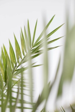 Kanarische Dattelpalme Phoenix Canariensi Strauch 40-60 Topf Kanarische Dattelpalme / Phoenix Canariensis Strauch 40-60 cm