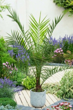Kanarische Dattelpalme Phoenix Canariensi Strauch 40-60 Topf Kanarische Dattelpalme / Phoenix Canariensis Strauch 40-60 cm