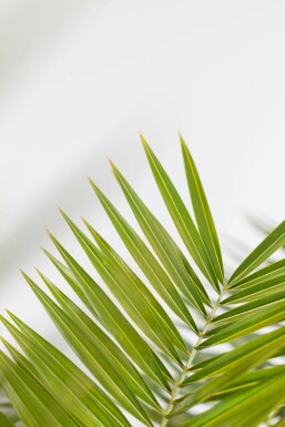 Kanarische Dattelpalme Phoenix Canariensi Strauch 60-80 Topf Kanarische Dattelpalme / Phoenix Canariensis Strauch 60-80 cm