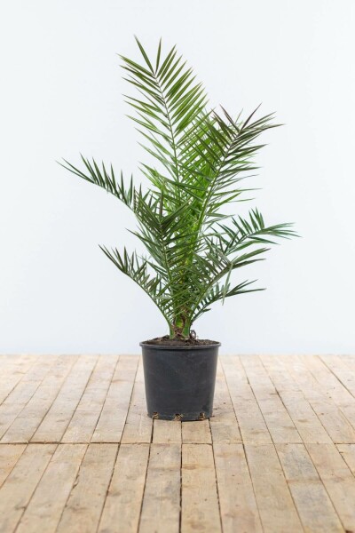 Kanarische Dattelpalme / Phoenix Canariensis Strauch 80-100 cm