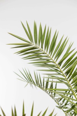 Kanarische Dattelpalme / Phoenix Canariensis Strauch 80-100 cm