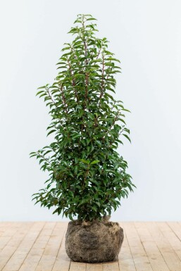 Portugiesischer Kirschlorbeer / Prunus Lusitanica Angustifolia