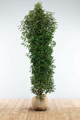 Portugiesischer Kirschlorbeer / Prunus Lusitanica Angustifolia