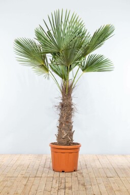 Chinesische Hanfpalme Trachycarpus Fortunei Auf Stamm 100-120 225-250 Topf