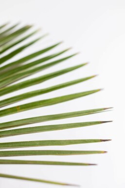 Chinesische Hanfpalme Trachycarpus Fortunei Auf Stamm 100-120 225-250 Topf Chinesische Hanfpalme / Trachycarpus Fortunei auf Stamm 225-250 cm