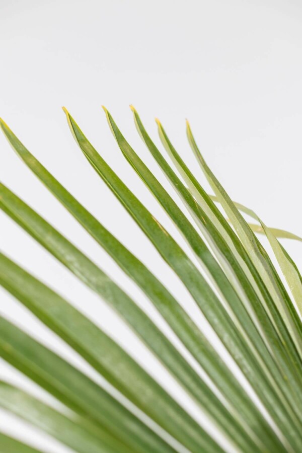 Chinesische Hanfpalme Trachycarpus Fortunei Auf Stamm 120-140 225-250 Topf Chinesische Hanfpalme / Trachycarpus Fortunei auf Stamm 225-250 cm