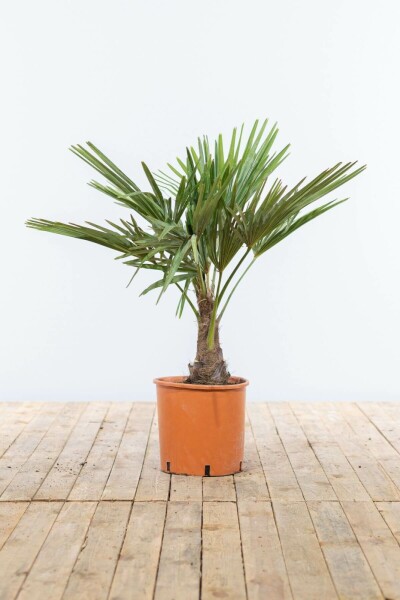 Chinesische Hanfpalme / Trachycarpus Fortunei auf Stamm 80-100 cm