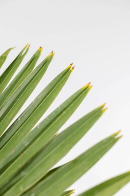 Chinesische Hanfpalme / Trachycarpus Fortunei auf Stamm 80-100 cm