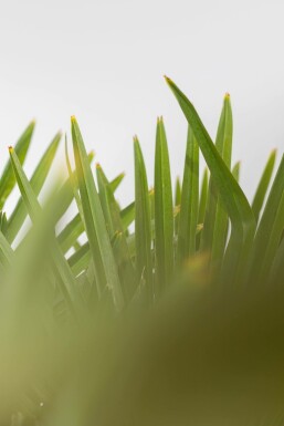Chinesische Hanfpalme / Trachycarpus Fortunei auf Stamm 80-100 cm