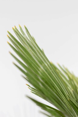 Chinesische Hanfpalme / Trachycarpus Fortunei auf Stamm 80-100 cm
