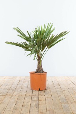 Chinesische Hanfpalme Trachycarpus Fortunei Auf Stamm 20-30 100-125 Topf