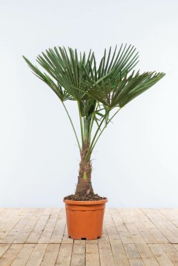 Chinesische Hanfpalme / Trachycarpus Fortunei auf Stamm