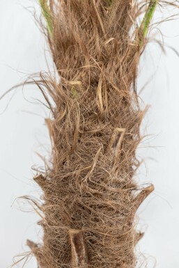 Chinesische Hanfpalme Trachycarpus Fortunei Auf Stamm 30-40 100-125 Topf Chinesische Hanfpalme / Trachycarpus Fortunei auf Stamm 100-125 cm