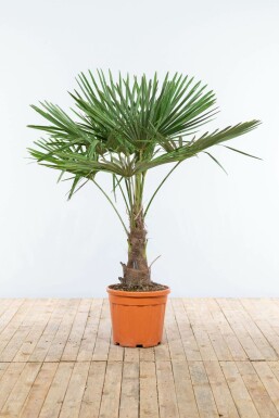 Chinesische Hanfpalme / Trachycarpus Fortunei auf Stamm