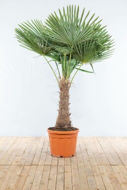 Chinesische Hanfpalme / Trachycarpus Fortunei auf Stamm