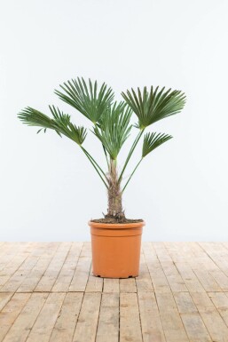 Wagners Hanfpalme Trachycarpus Wagnerianus Auf Stamm 15-20 80-100 Topf Wagners Hanfpalme / Trachycarpus Wagnerianus auf Stamm 80-100 cm