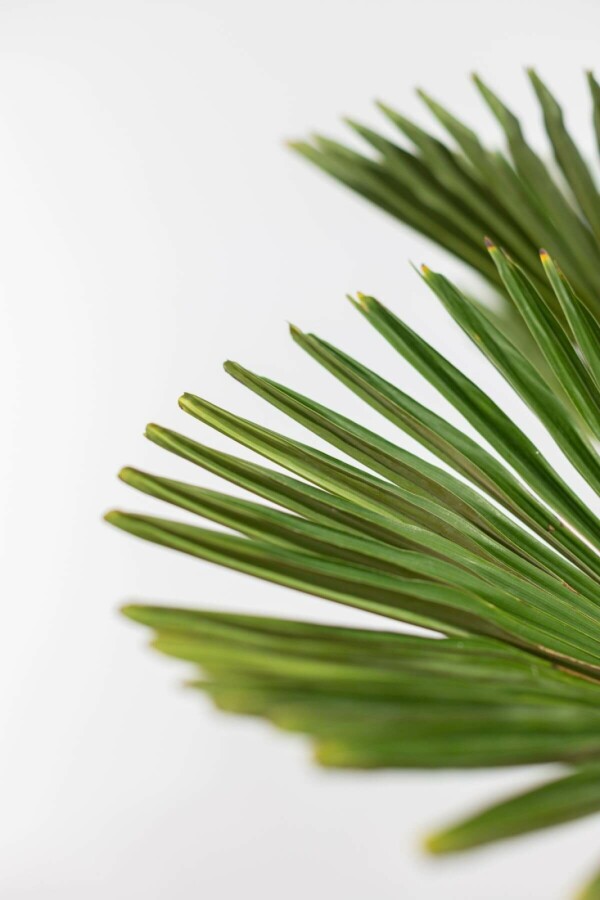 Wagners Hanfpalme Trachycarpus Wagnerianus Auf Stamm 15-20 80-100 Topf Wagners Hanfpalme / Trachycarpus Wagnerianus auf Stamm 80-100 cm