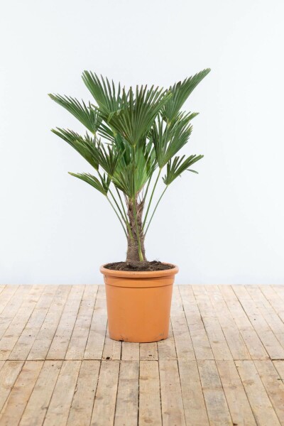 Wagners Hanfpalme / Trachycarpus Wagnerianus auf Stamm 100-125 cm