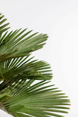 Wagners Hanfpalme / Trachycarpus Wagnerianus auf Stamm 100-125 cm