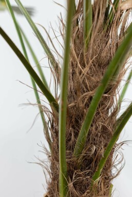 Wagners Hanfpalme / Trachycarpus Wagnerianus auf Stamm 100-125 cm