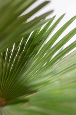 Wagners Hanfpalme / Trachycarpus Wagnerianus auf Stamm 100-125 cm