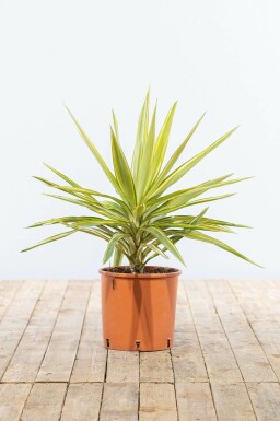 Palmlilien Yucca Elephantipes Jewel Strauch 40-60 Topf