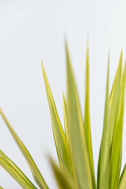 Palmlilien Yucca Elephantipes Jewel Strauch 40-60 Topf Palmlilien / Yucca Elephantipes Jewel Strauch 40-60 cm