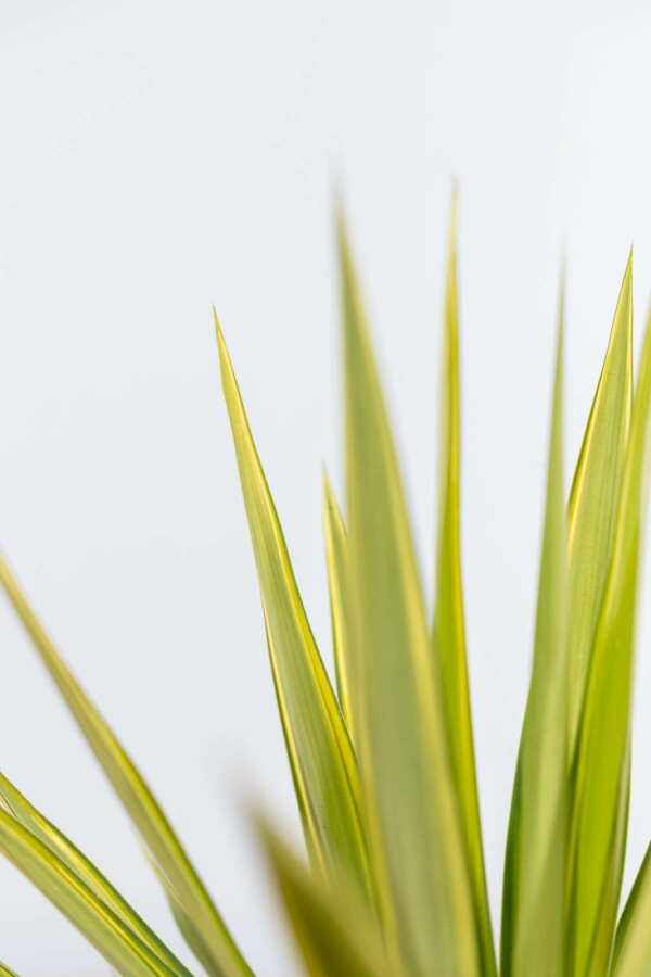 Palmlilien Yucca Elephantipes Jewel Strauch 60-80 Topf Palmlilien / Yucca Elephantipes Jewel Strauch 60-80 cm