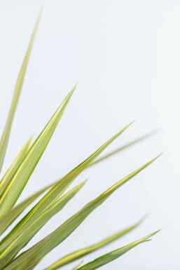 Palmlilien Yucca Elephantipes Jewel Strauch 60-80 Topf Palmlilien / Yucca Elephantipes Jewel Strauch 60-80 cm